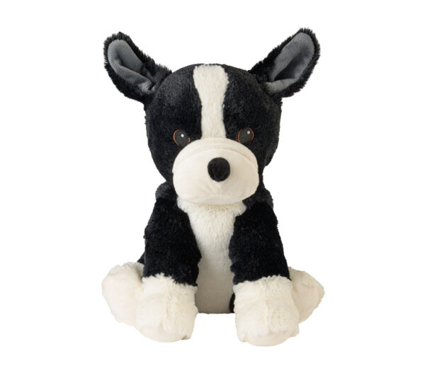 Boston Terrier